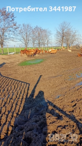 Стадо с женски ,мъжки кози и ярета , снимка 8 - Кози - 52749671