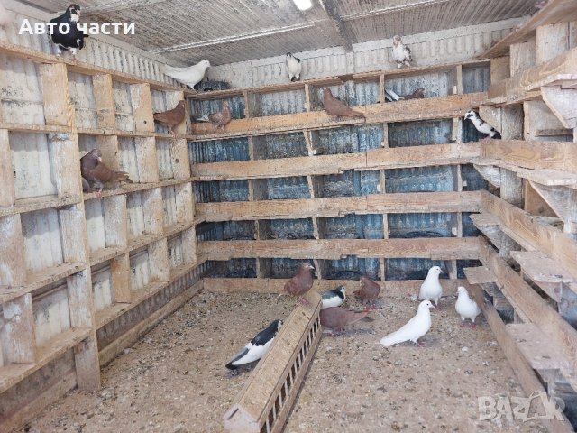 пазарджишки високолетачи.със добри полети, снимка 9 - Гълъби - 41818427