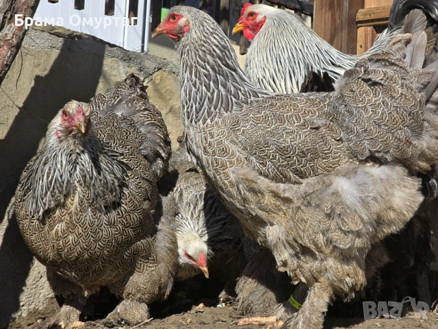 Продавам разплодни яйца от Сребърна Брама [Dark Brahma], снимка 15 - Кокошки и пуйки - 53811097