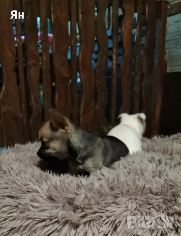 чихуахуа , снимка 5 - Чихуахуа - 52745242