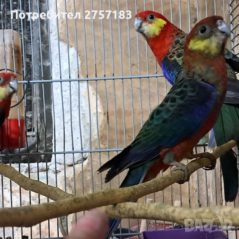 продавам жълтобуза розела 2 мъжки 1 женска