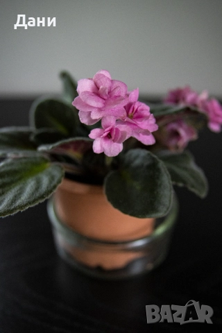 🌸 Африканска теменужка с розов цвят + Традесканция Зебрина – 2 растения в 1 саксия 🌿, снимка 13 - Стайни растения - 52060798