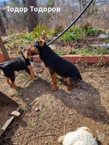 Кученце, снимка 7 - Други - 53432108