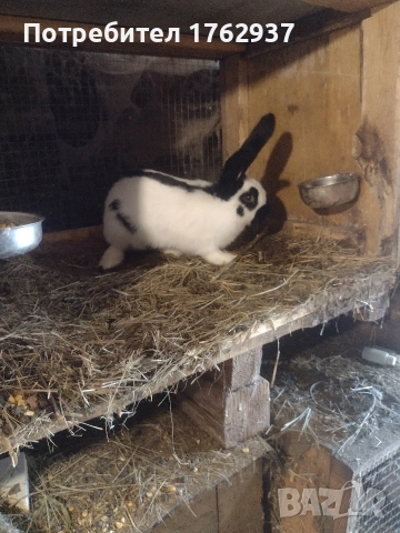 Немски пъстър великан ПЕПЕРУДА, снимка 13 - Други - 30432552