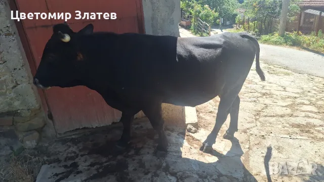 Продавам едно мъжко и едно женско теле , снимка 3 - Крави - 55943738