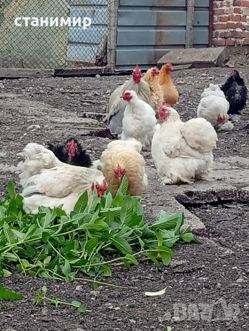 мини кохин, снимка 5 - Кокошки и пуйки - 50479524