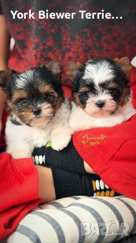 Йоркширски Териер! Момичета  и момчета 