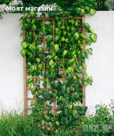 Бръшлян, снимка 4 - Градински цветя и растения - 53645925