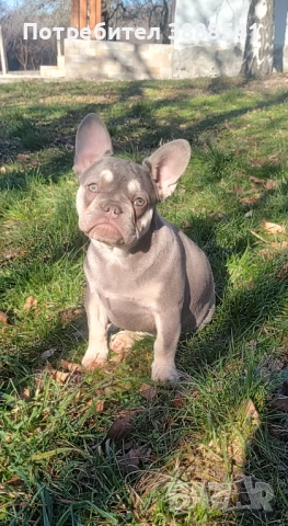Елитни френски булдоци  