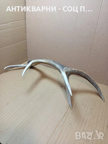 Стар Голям Еленски Рог Рога 1.350кг. НОМЕР 778., снимка 4 - Антикварни и старинни предмети - 53585209