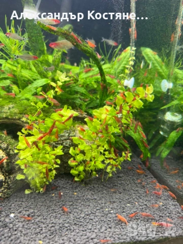 Сладководни скариди Red Cherry - червени