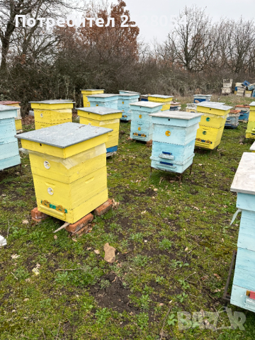 Продавам пчелни семейства с многокорпусен кошери, снимка 17 - За пчели - 44828345