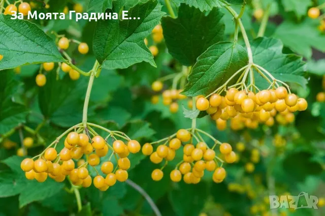 Жълта калина, снимка 2 - Разсади - 49491829