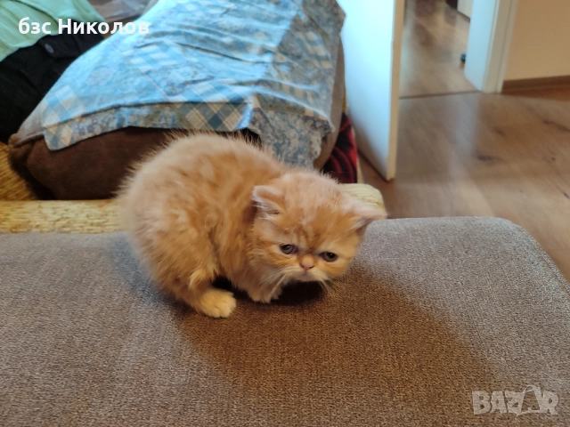 Женско екзотично персийско коте на 4 месеца., снимка 3 - Персийска - 51485263