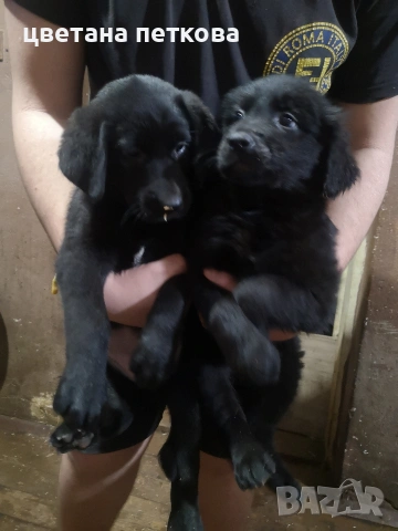 Немска овчарка и голдън ретривър , снимка 5 - Немска овчарка - 51043721