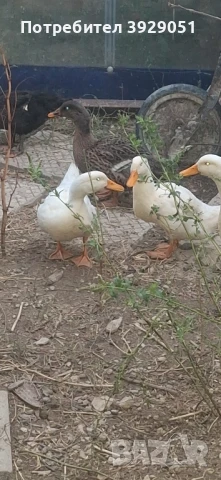 Продавам крякащи патици