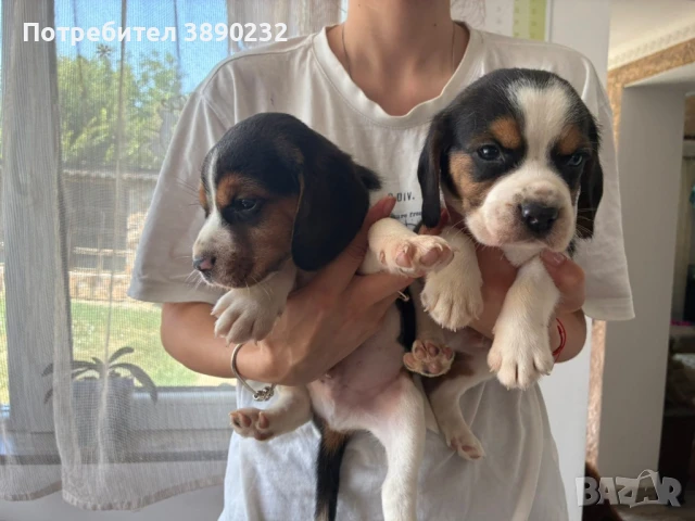 бигъл, снимка 3 - Бигъл - 51172851