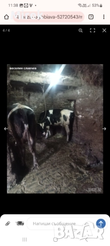 измама, снимка 3 - Коне - 52811465