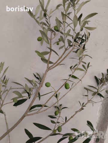 Студоустойчиви гръцки маслини, снимка 11 - Градински цветя и растения - 42298151