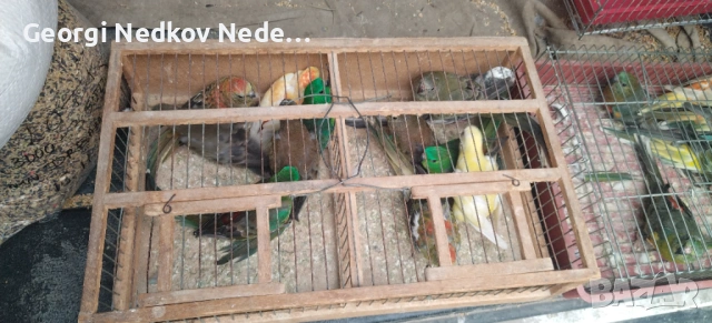 Продавам пойни папагали , снимка 11 - Папагали - 53620175