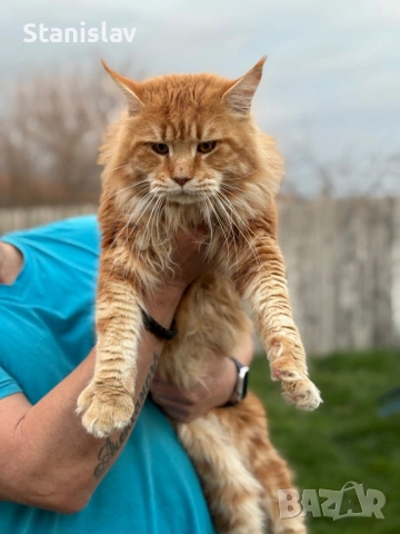  Мъжки Мейн Куун