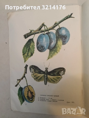 Болести и неприятели по овощните дървета и борбата с тях - Спас Иванов, снимка 3 - Специализирана литература - 52374899