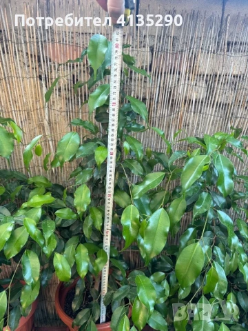 Бенджамин, Драцена Маргината, Трахикарпус и финикова палма, снимка 1