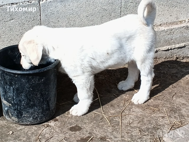 Алабай , снимка 4 - Алабай - 53407632