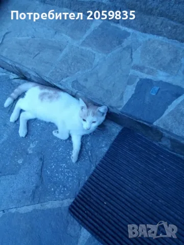 Подарявам малки котета, снимка 2 - Други - 55603148
