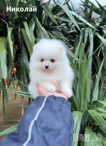 Померан мини момче. Померанче, снимка 2 - Померан - 53044318