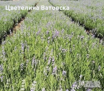  Сертифициран разсадо-посадъчен материал за  участие в Европейски  програми , снимка 7 - Разсади - 34203285