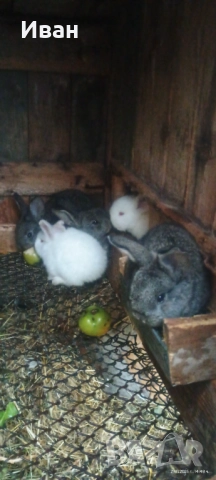 Малки великанчета, снимка 2 - Други - 52684005