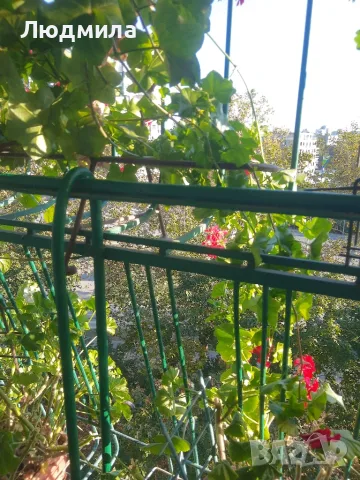 Сакъзче,бордо,розаво и др.видове мушкато.Много богато, снимка 11 - Градински цветя и растения - 56153412