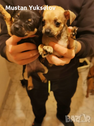 Pincer пинчерчета, снимка 3 - Пинчер - 53187873