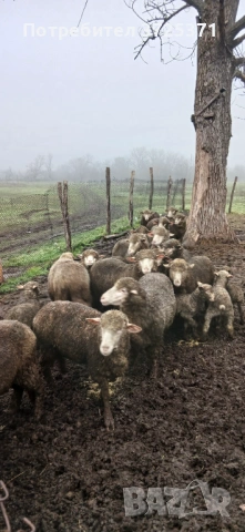 Продавам 18 бр. Овце