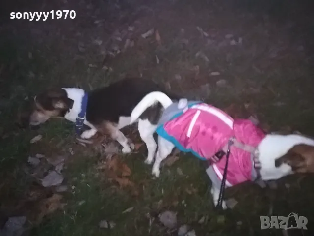 джак и новата му любов сара 2812241805, снимка 3 - Джак ръсел териер - 48482381