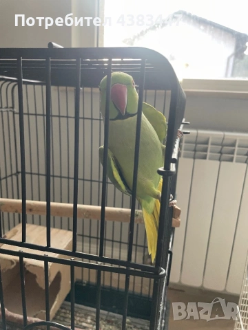 Малки александри, снимка 3 - Папагали - 53175827