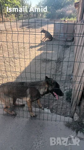 Prodavase Malinoa jenska na 5 meseca  obezparaziten s tri vaksini oblast shumen selo petmogili, снимка 3 - Белгийска овчарка - 56010140