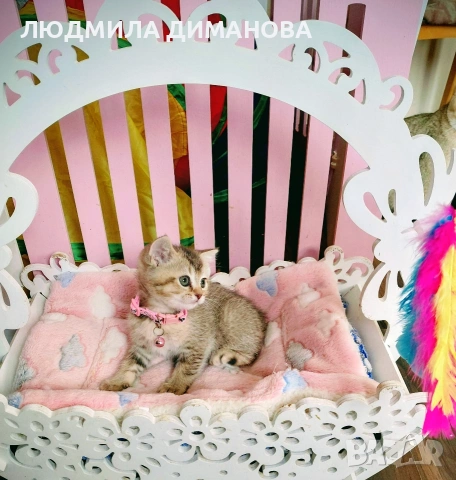 Шотландско мъжко златна чинчила. , снимка 7 - Британска късокосместа - 53707101