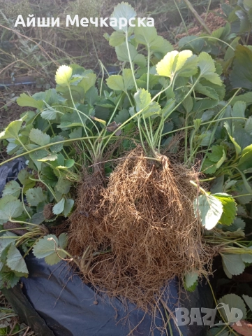 Продавам разсад ягоди сорт Алба., снимка 6 - Разсади - 51310162