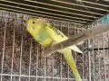 млади вълнисти папагали , снимка 4