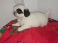 Японски хин обяви, снимка 7