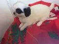 Японски хинчета, снимка 5
