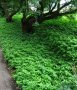 Pachysandra terminalis - Пахисандра, снимка 3
