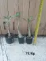 Adenium Obesum - пустинна роза , снимка 2