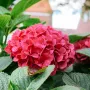 Хортензия Hydrangea red baron, снимка 1
