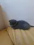 Шотландска клепоуха котка, снимка 4