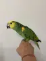 Ръчно хранена Синьочела Амазона, снимка 4