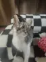 Подарявам малко коте, снимка 1