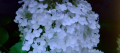 Резници, БЯЛА хортензия 💥, снимка 1 - Градински цветя и растения - 36286118